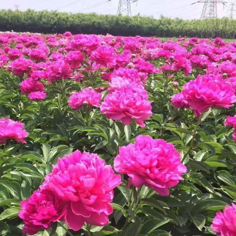 芍药花苗老桩根块四季好养活多年生牡丹庭院室内室外浓香花卉