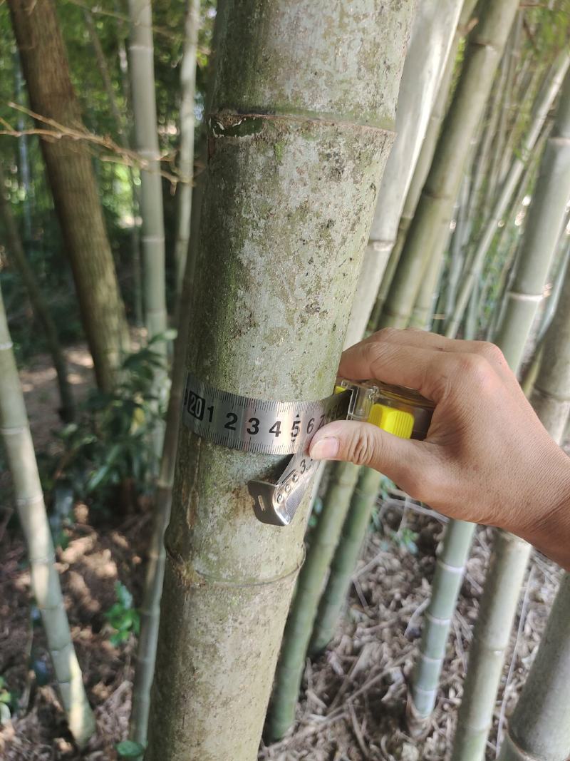 各类竹子香蕉竹海竹