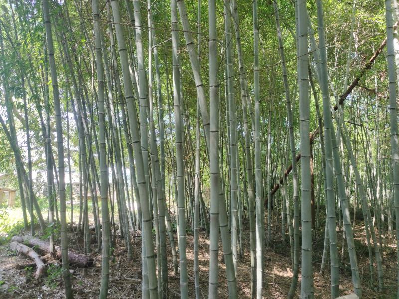 各类竹子香蕉竹海竹