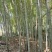 各类竹子香蕉竹海竹