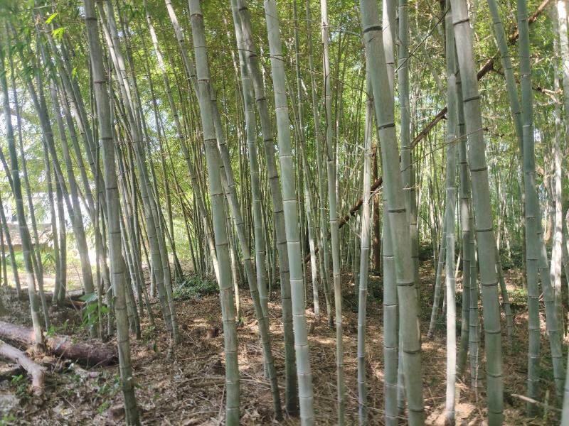 各类竹子香蕉竹海竹