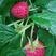树莓苗营养钵苗适合鲜食大面积种植鲜果营养价值高