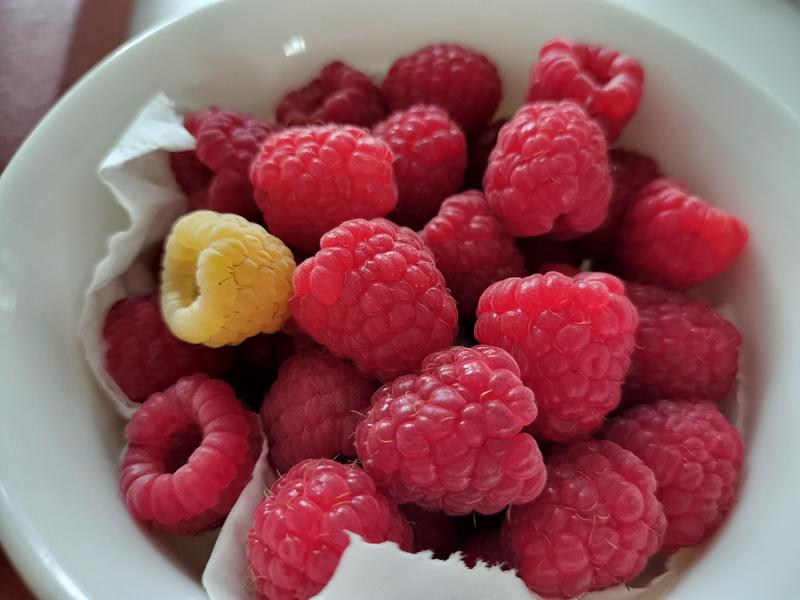 树莓苗红树莓苗新品种双季大果型树莓苗适合鲜食加工