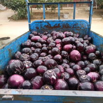 茄子园茄子🍆各种蔬菜需要的客商前来咨询