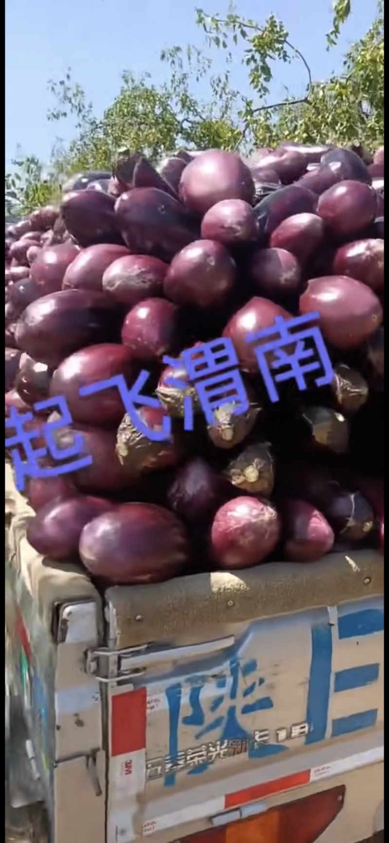 茄子园茄子🍆各种蔬菜需要的客商前来咨询