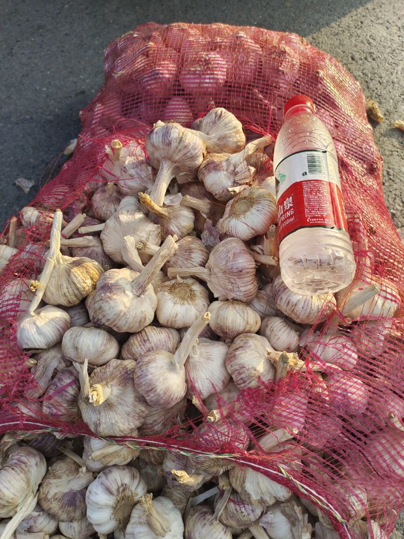 中牟精品大蒜，早熟蒜、杂交混级蒜，品质优良，欢迎采购
