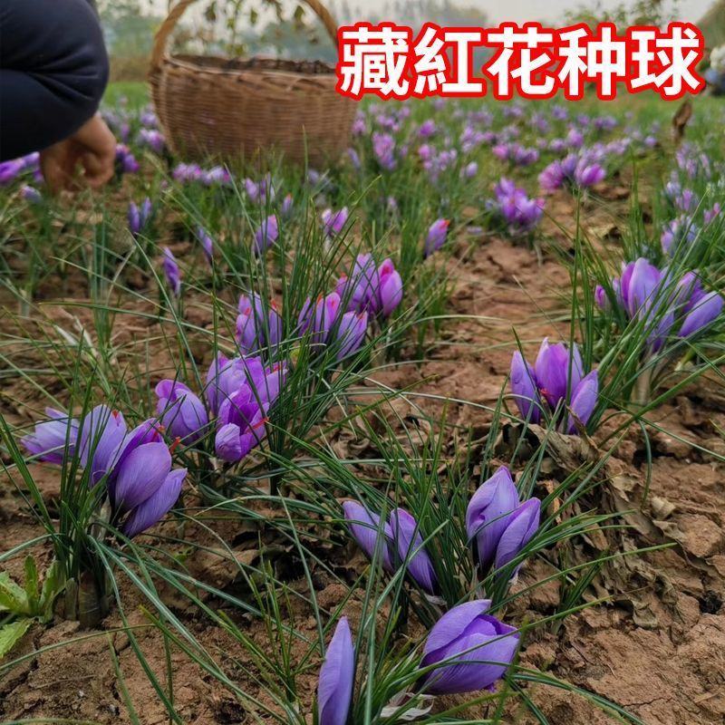 [正宗藏红花】药用藏红花种球盆栽番红花植物花卉苗种子耐寒