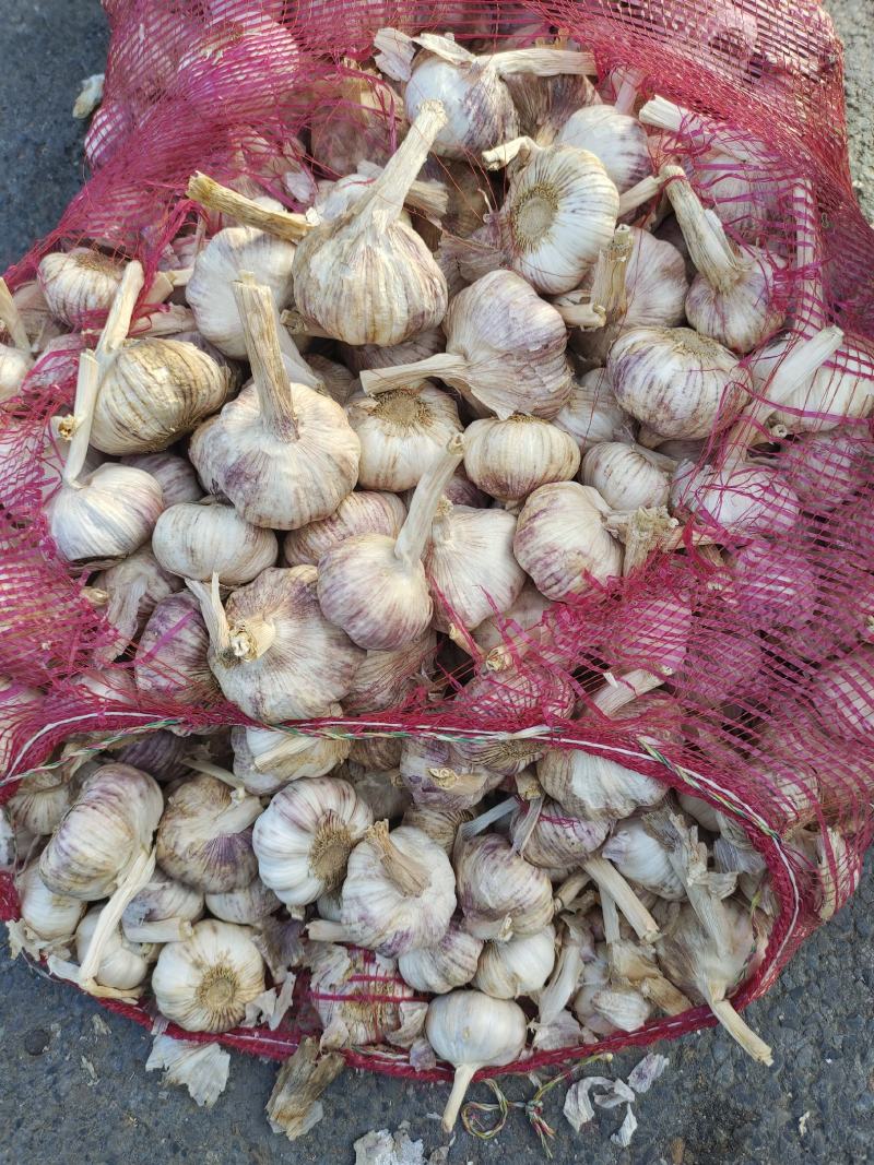 中牟精品大蒜，早熟蒜、杂交混级蒜，品质优良，欢迎采购