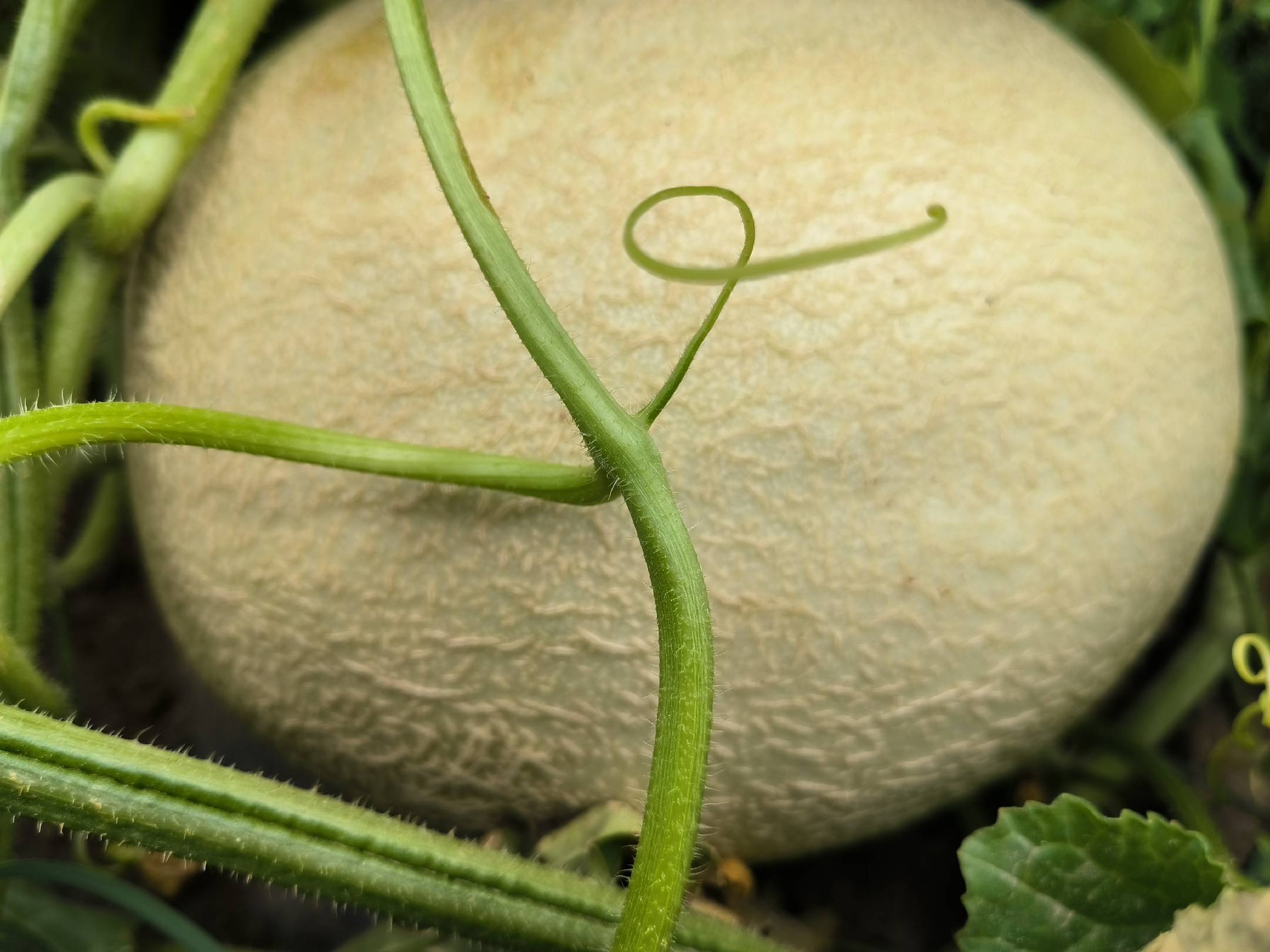 网纹白兰瓜整体外观特写