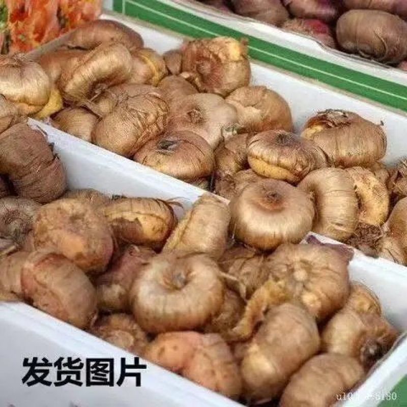 药用藏红花苗根番红花籽盆栽观赏耐寒花卉苗植物籽基地直供