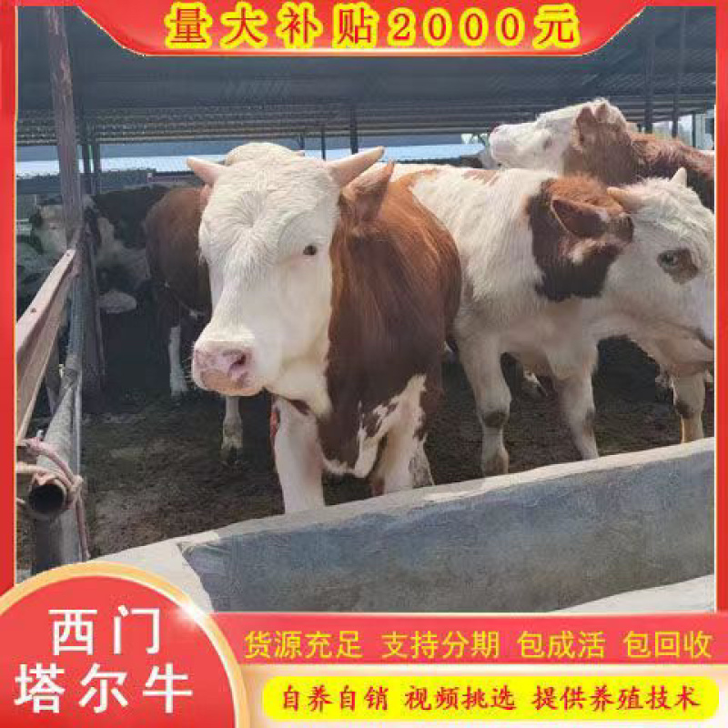 改良肉牛