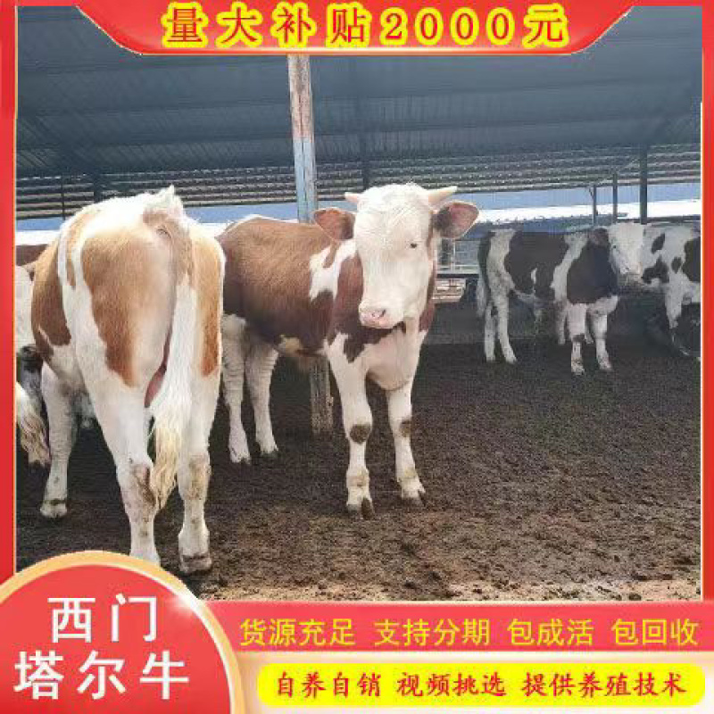 改良肉牛