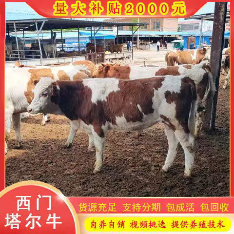 改良肉牛