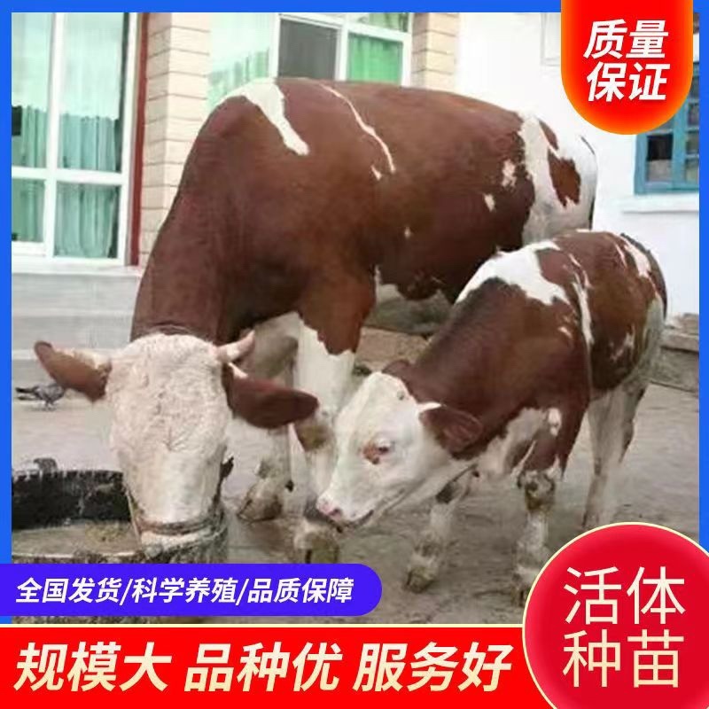 改良肉牛