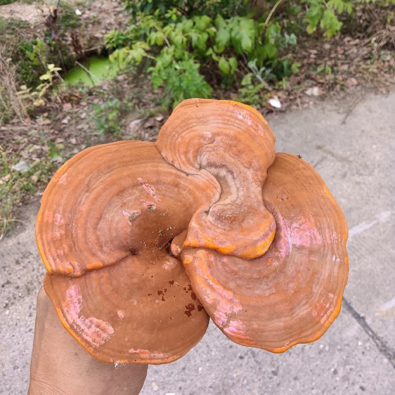 灵芝