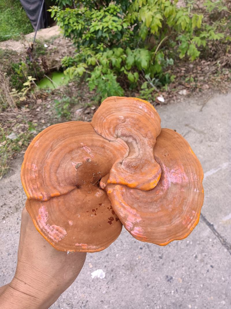 灵芝