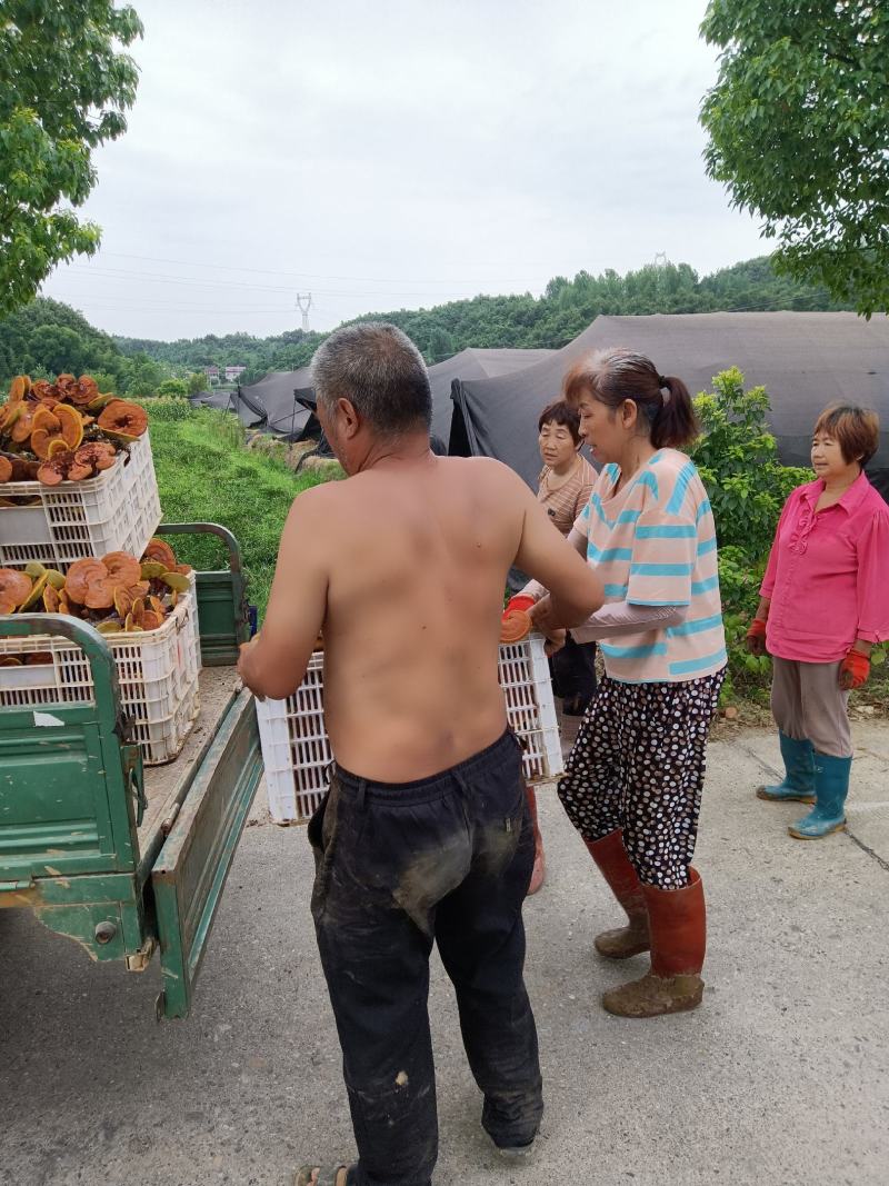 灵芝