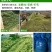 益富源秸秆发酵剂发酵农作物秸秆牧草饲料饲喂牛羊长得快