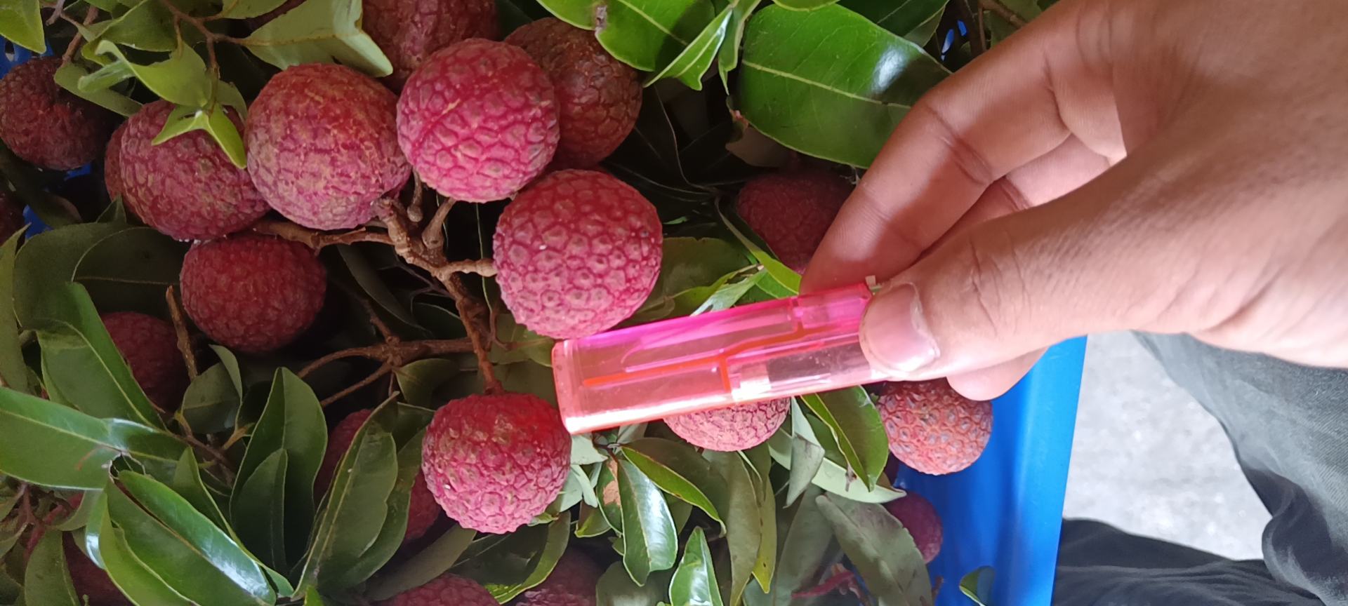 黑叶荔枝果肉与糯米糍果肉对比图