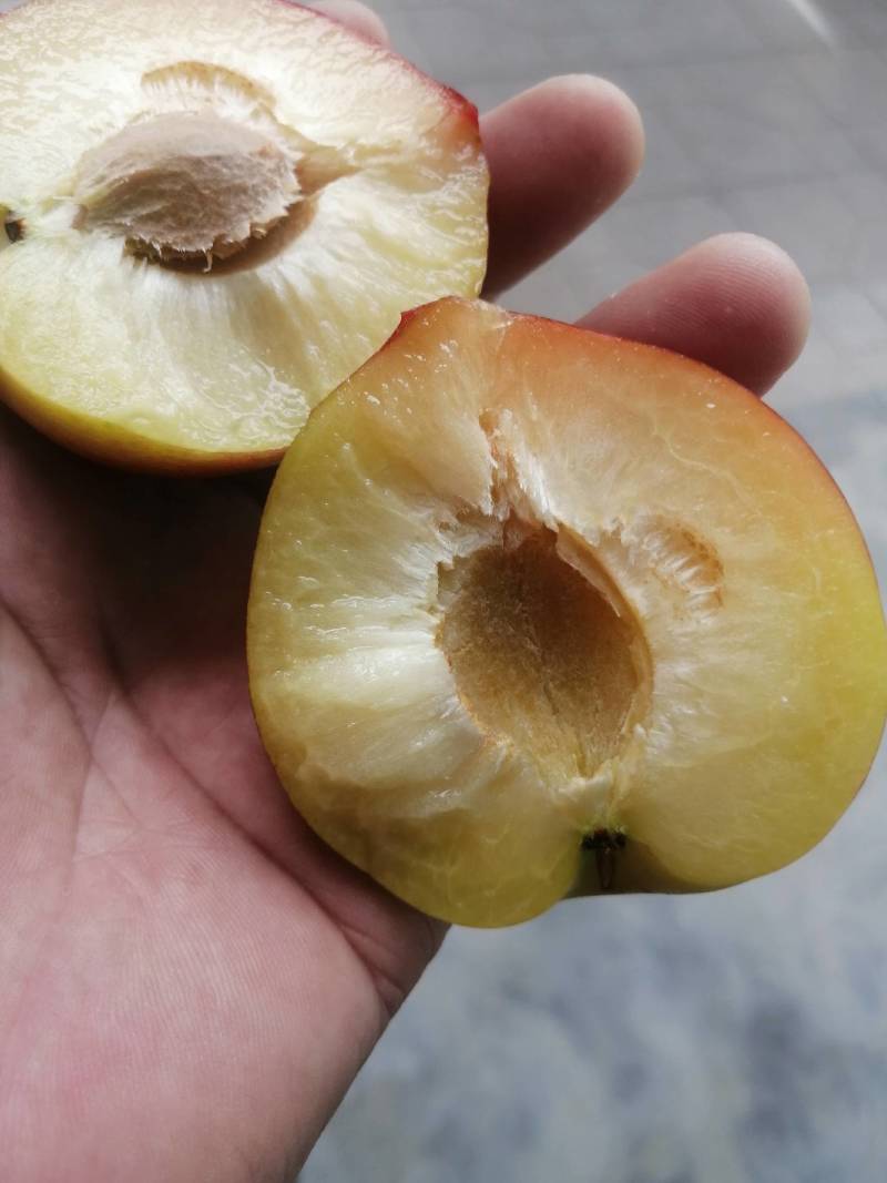 红不林，李子
