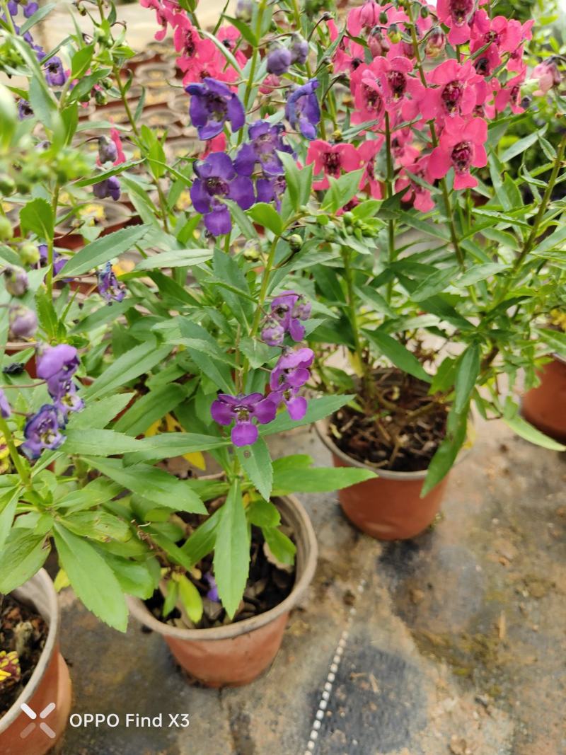 香彩雀花苗。欢迎咨询选购