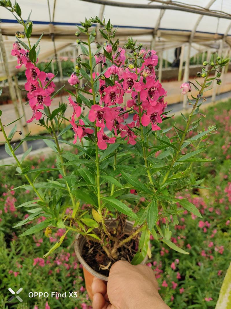 香彩雀花苗。欢迎咨询选购