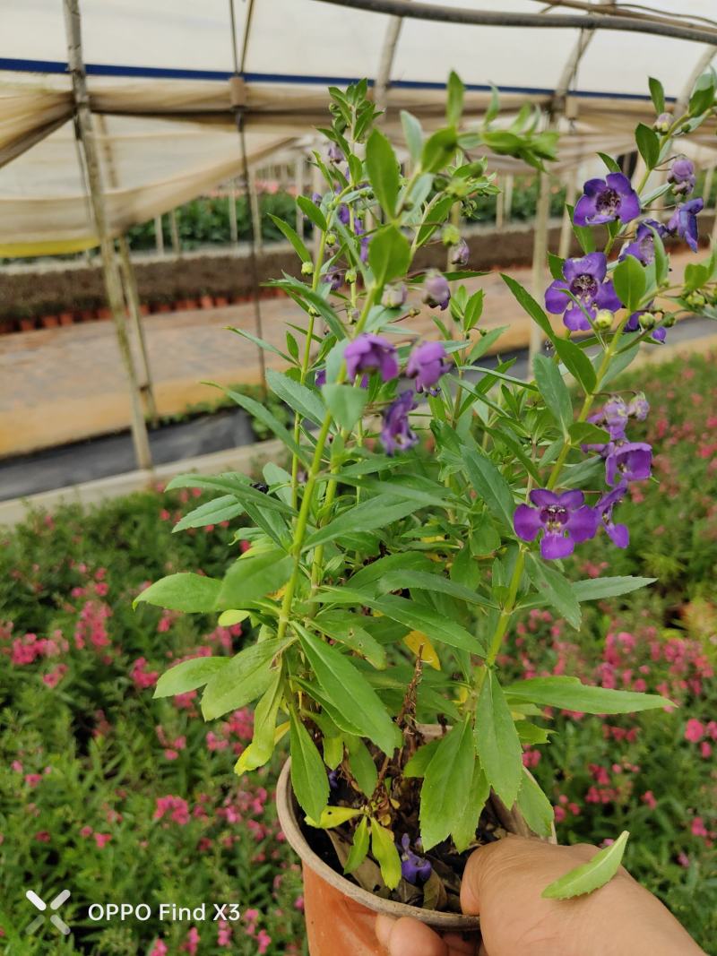 香彩雀花苗。欢迎咨询选购