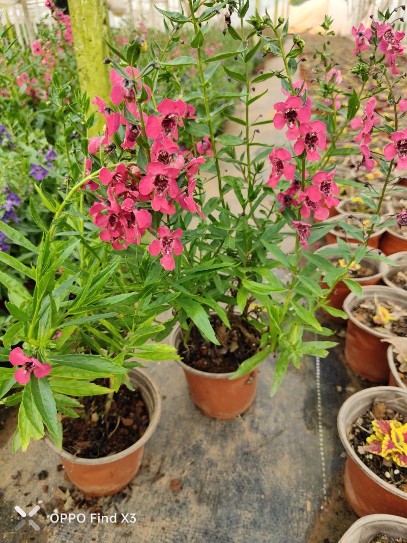 香彩雀花苗。欢迎咨询选购