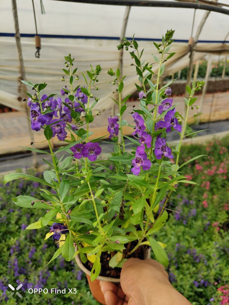 香彩雀花苗。欢迎咨询选购