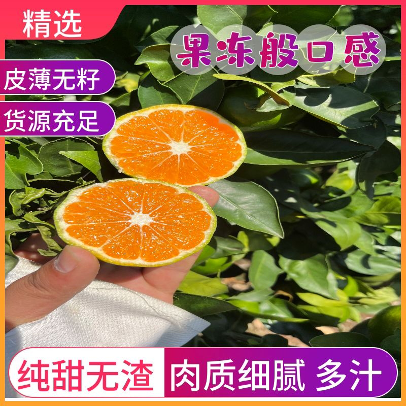 【湖北宜昌】特早蜜橘，社区团购，电商供应链，市场销售