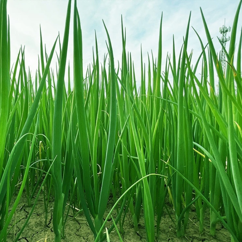 【推荐】河北精品小香葱大量上市葱味十足欢迎采购
