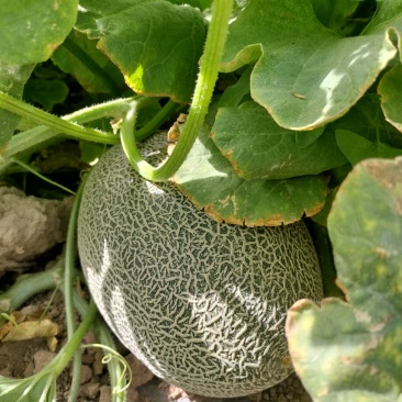 西州蜜瓜
