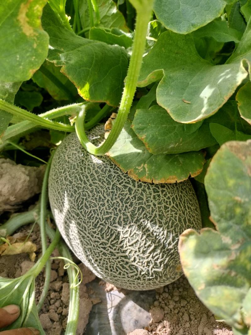 西州蜜瓜