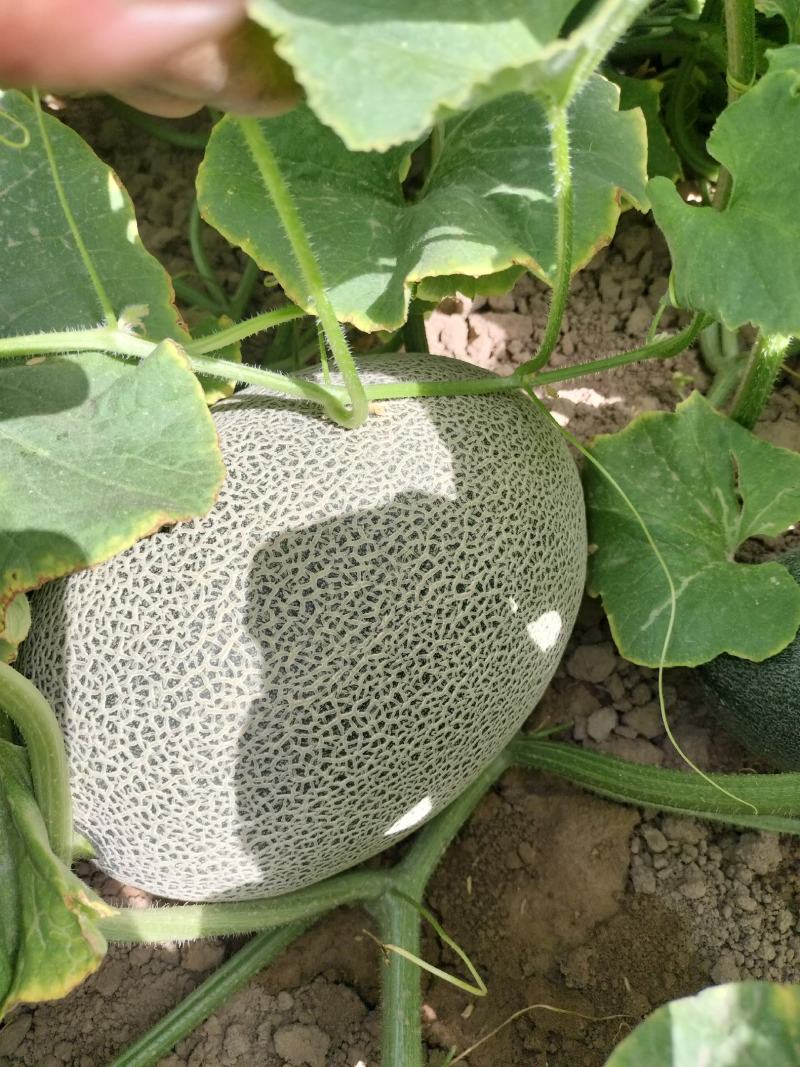 西州蜜瓜