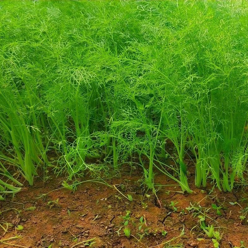 【推荐】邯郸精品茴香产地一手货源质量保证欢迎采购