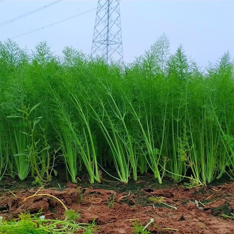 【推荐】邯郸精品茴香产地一手货源质量保证欢迎采购