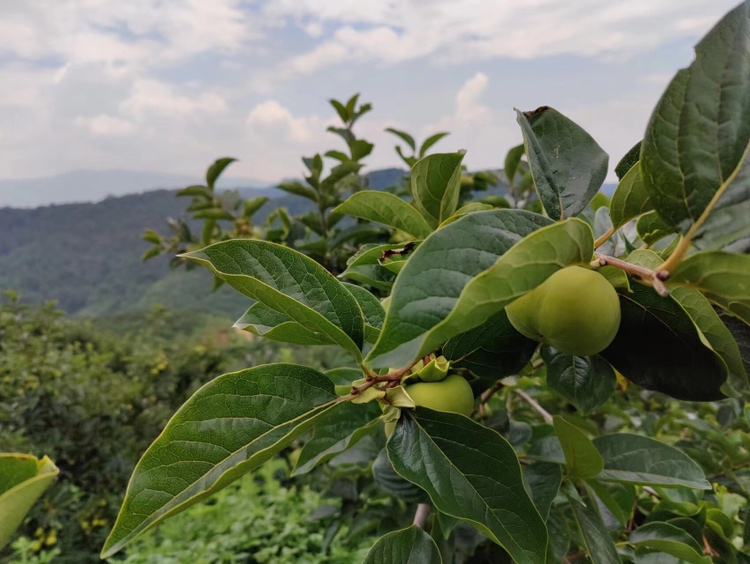 一棵成熟的次郎柿树,枝叶繁茂,树上挂满扁圆形、橙红色的次郎柿果实,阳光照射下果皮光亮,部分果实带有浅绿色果蒂,背景为田园果园环境 次郎柿整株果树挂果特写