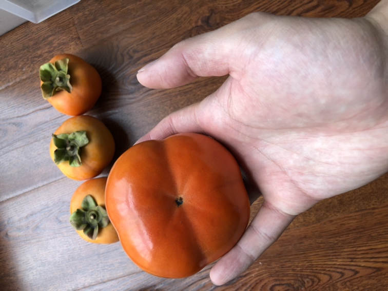 红岩村甜柿品种展示图