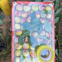 精品盖大，大红袍李子马上上市，需要的抓紧联系