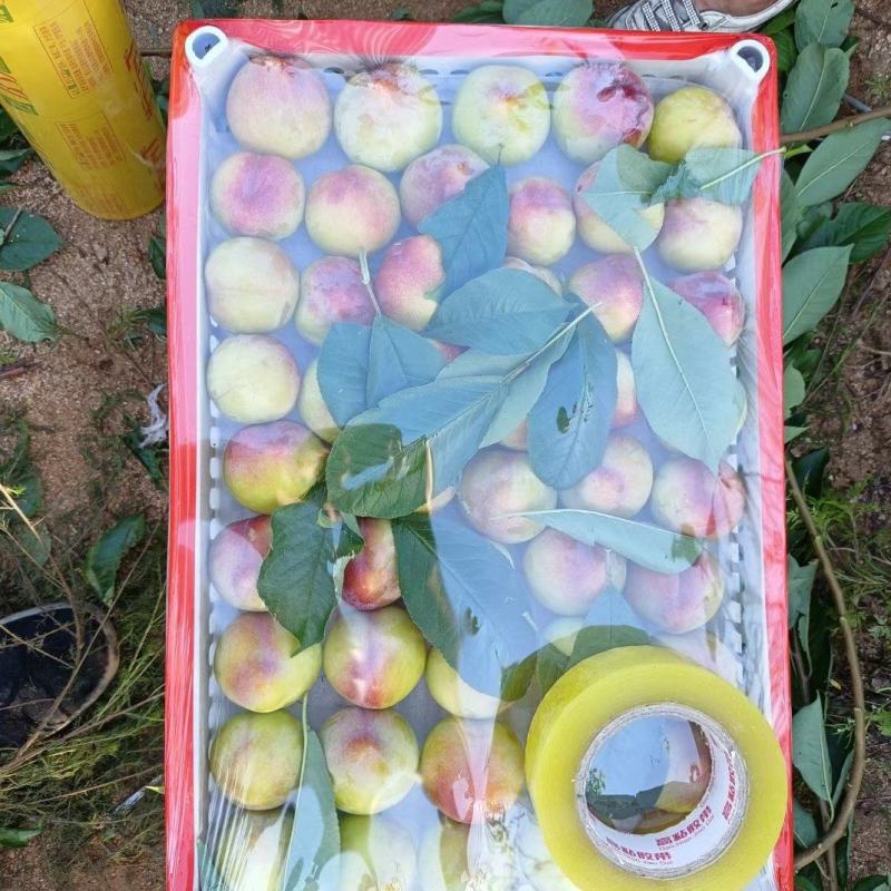 精品盖大，大红袍李子马上上市，需要的抓紧联系