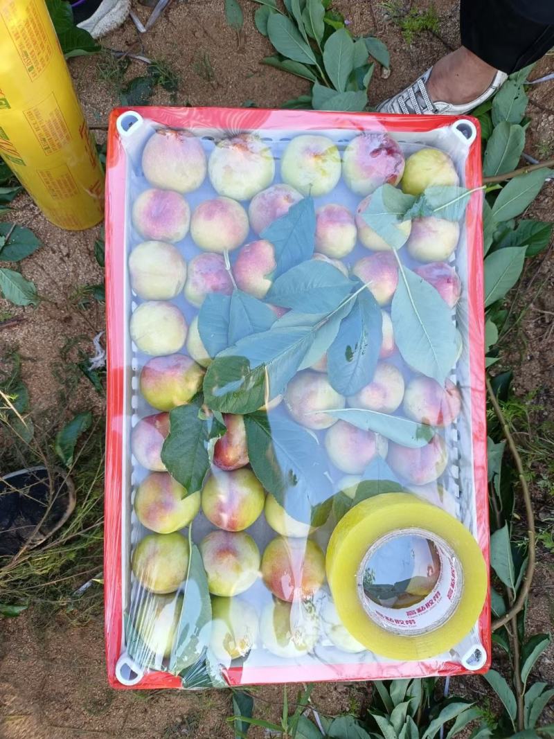 精品盖大，大红袍李子马上上市，需要的抓紧联系