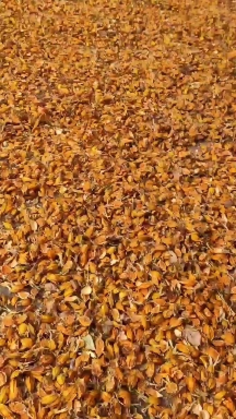 【现货供应】栀子片，药厂供应，大量现货保证质量全国可发