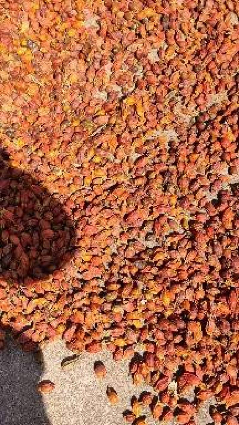 【现货供应】栀子片，药厂供应，大量现货保证质量全国可发