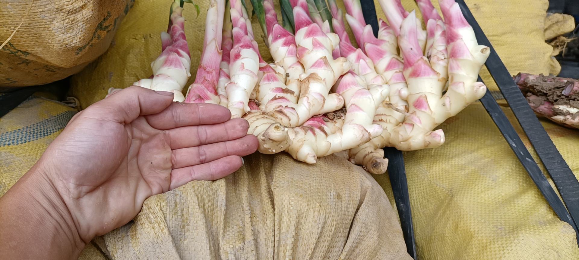 新鲜嫩姜特写,展示其粉嫩质地 子姜特写