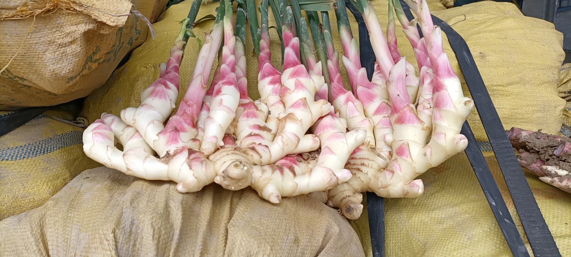 生姜被子成品展示