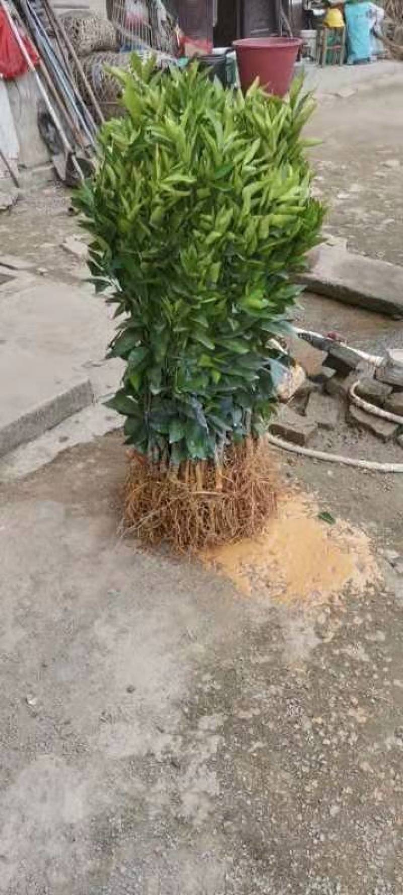 新会柑（陈皮柑！茶枝柑）裸根苗！高度25公分起步