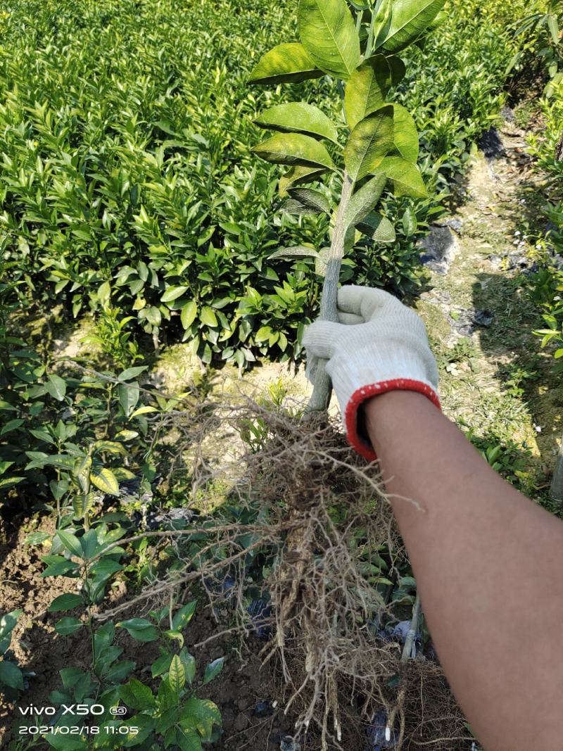 新会柑（陈皮柑！茶枝柑）裸根苗！高度25公分起步