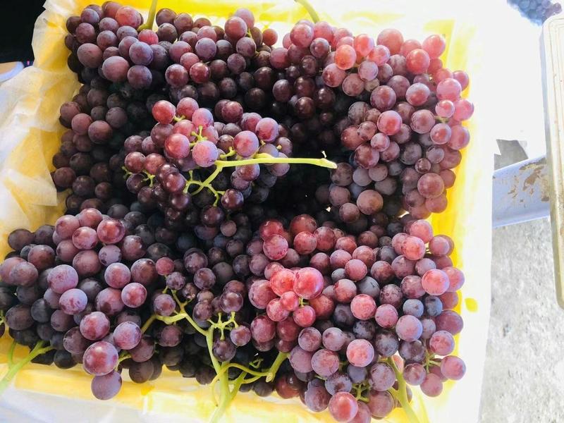 新疆玻璃脆葡萄，又甜又脆，口感好，欢迎大家咨询定购！！