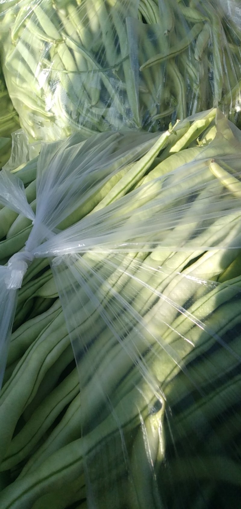 架豆王大量上市了有许要的新老客户连系