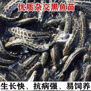 黑鱼苗，杂交黑鱼苗，斑鱼，乌鱼苗乌鳢鱼，包邮到家